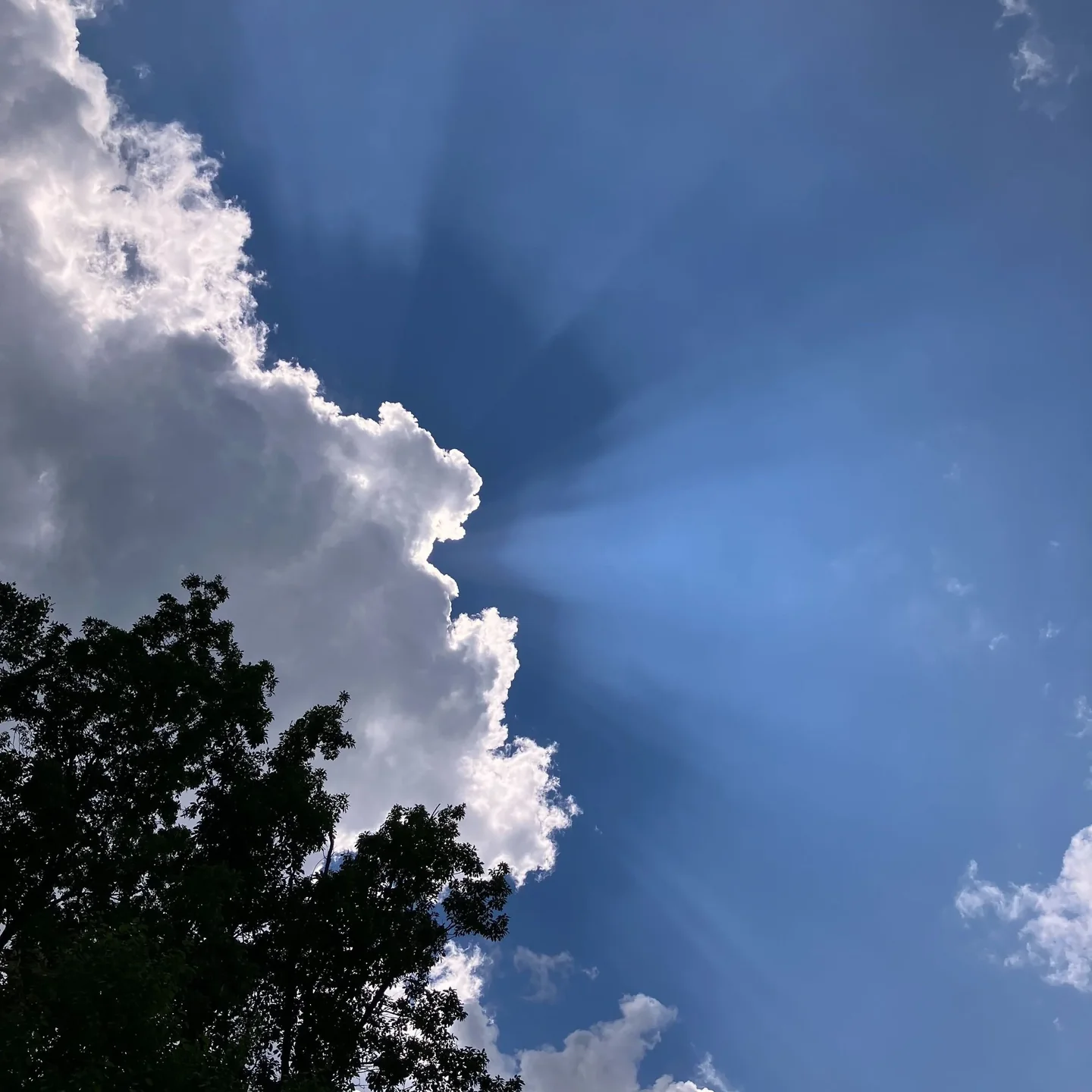 Sun behind clouds with a tree in the left foreground