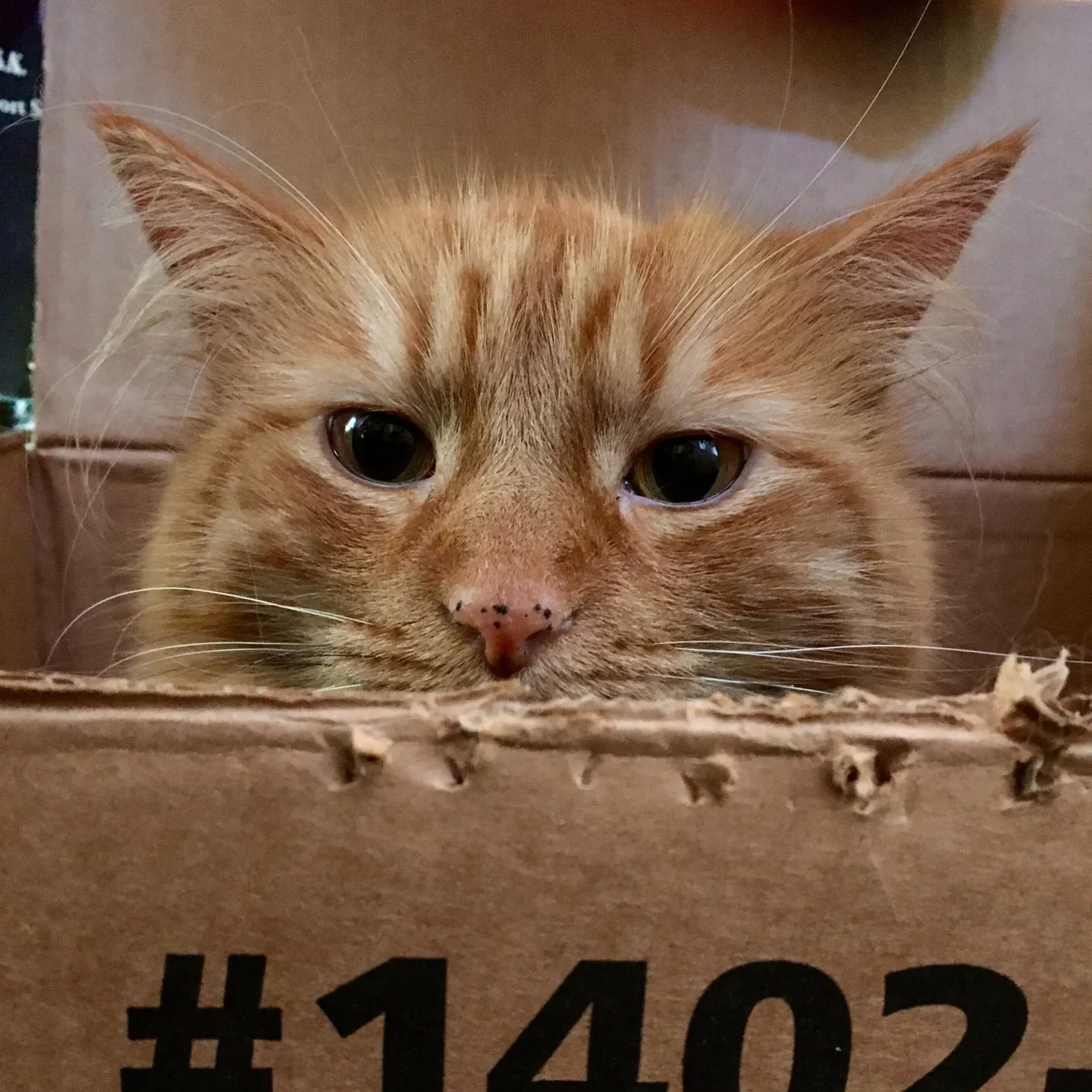 Xanthe, a large orange cat